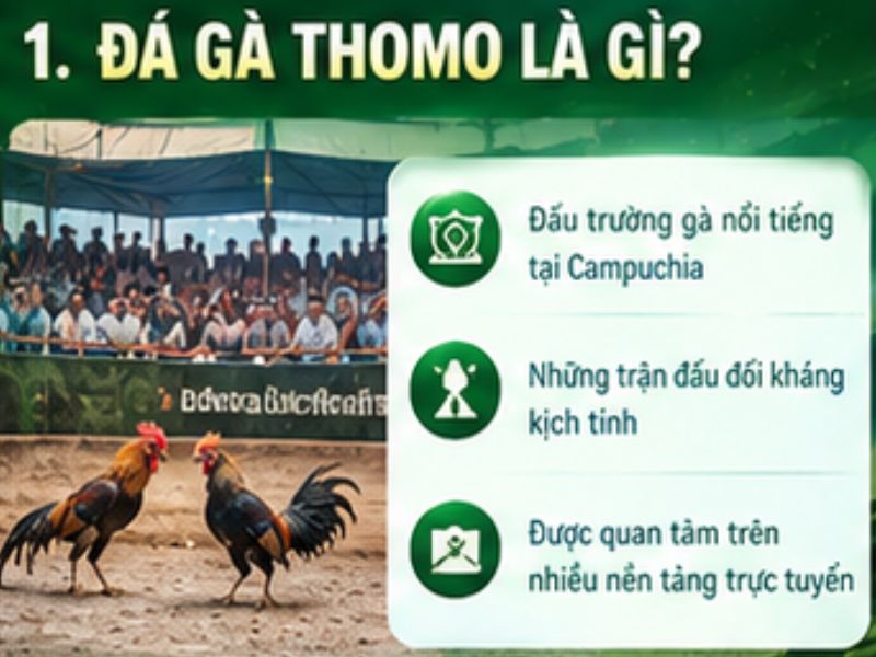 Đá gà Thomo là gì?