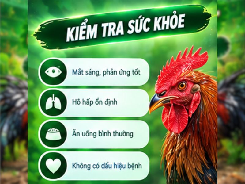 Đánh Giá Thể Trạng Và Sức Khỏe Của Gà