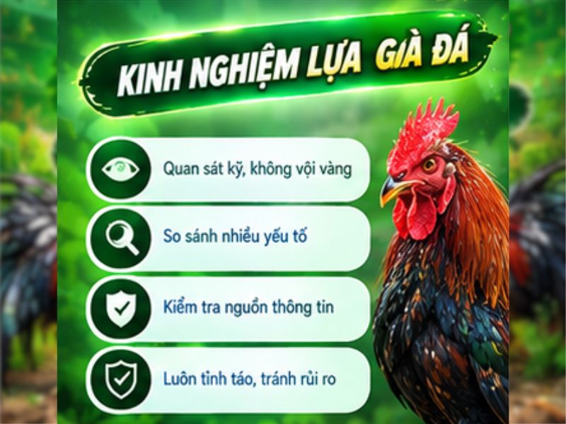 Kinh Nghiệm Lựa Gà Đá Tại 69VN