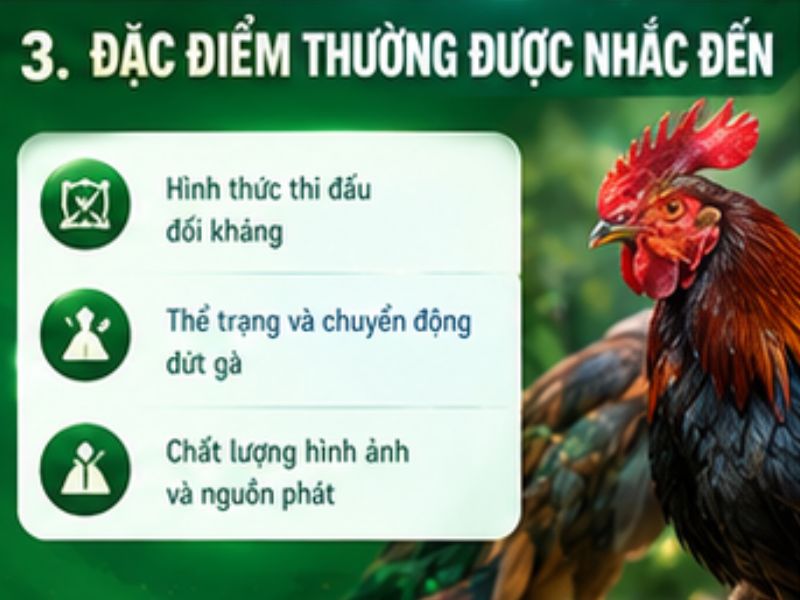 Những đặc điểm thường được nhắc đến khi nói về đá gà Thomo