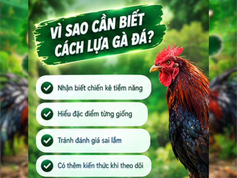 Vì Sao Cần Biết Cách Lựa Gà Đá