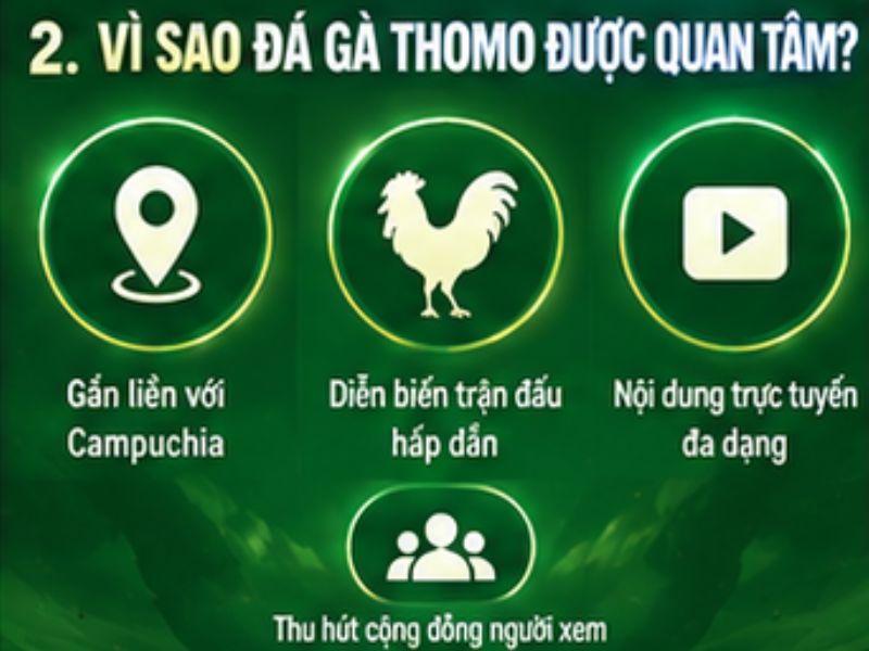 Vì sao đá gà Thomo được nhiều người tìm hiểu